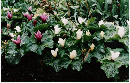 Trillium chloropetalum